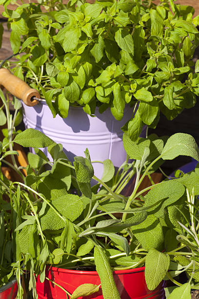 istock Close-up of fresh garden herbs 480216545