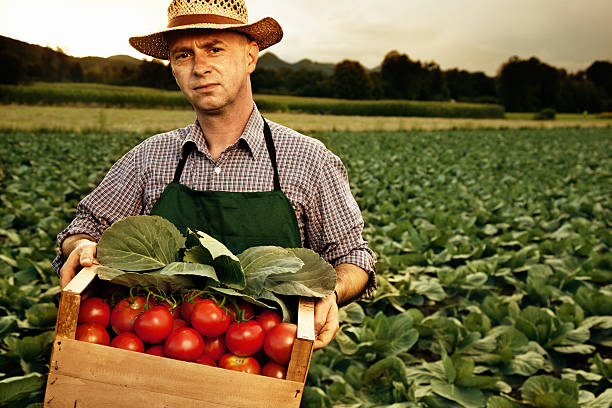 istock farmer carry full box of organic tomatos 480216651