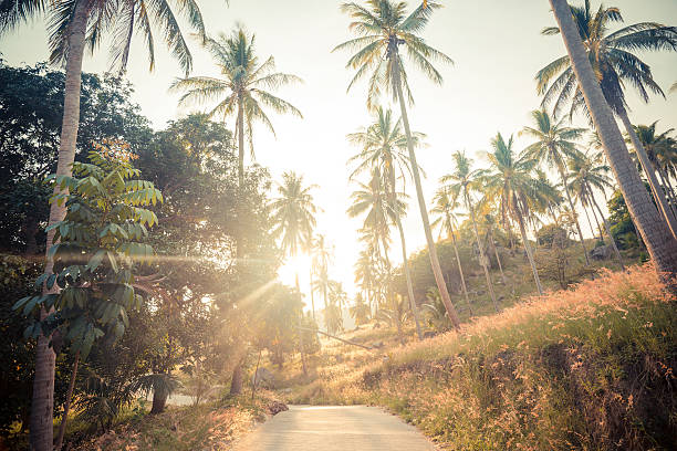istock Coconut palm trees on the road 480217046