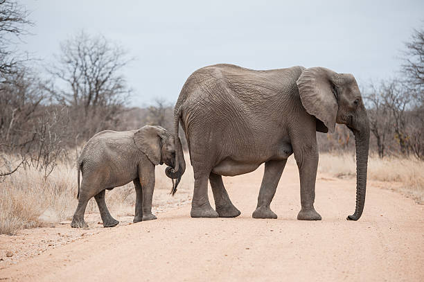 istock An African elephant mother and a baby. 480217193