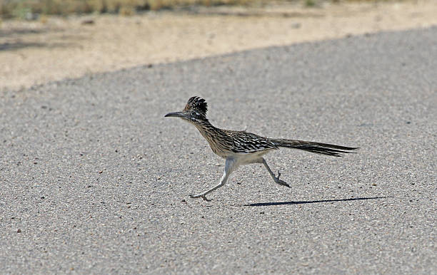 Running Road Runner Stock Photo - Download Image Now - Roadrunner - Bird,  Bird, Running - iStock