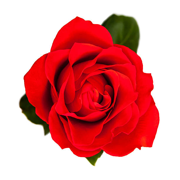 istock Top View of Single Red Rose 480220229