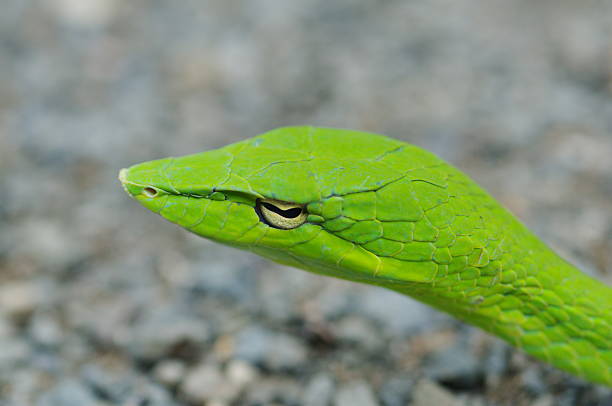 istock closeup green snake in the jungle 480221428