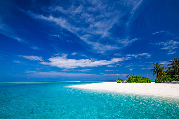 istock White tropical beach in Maldives with palm trees and lagoon 480222800