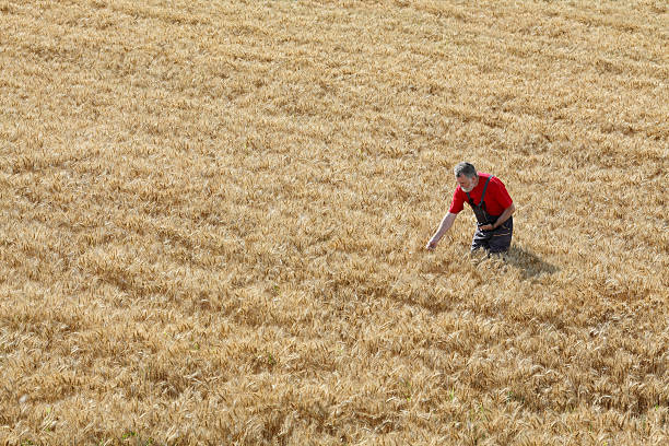 paysage agricole, agriculteur ou agronome inspecter champ de blé - wheat cereal plant agriculture whole wheat photos et images de collection