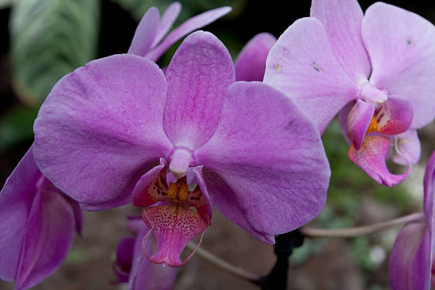 istock Collection of pink orchids - Stock Image 480224578