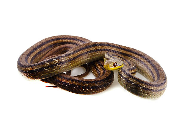istock Japanese Striped Snake-Elaphe quadrivirgata 480225425
