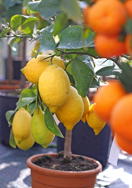 istock lemons from Sicily and Ripe orange tangerines 480225455