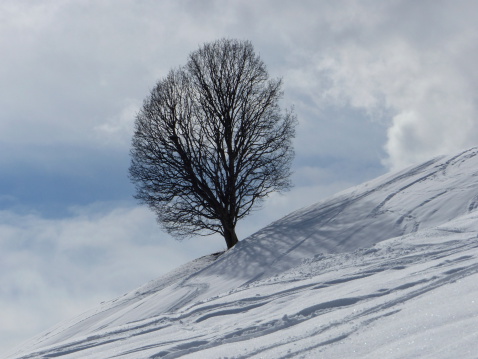 tree on the snow