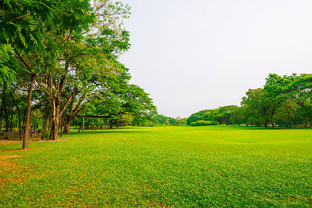 istock Green public park outdoor with tree and  sky 480229288