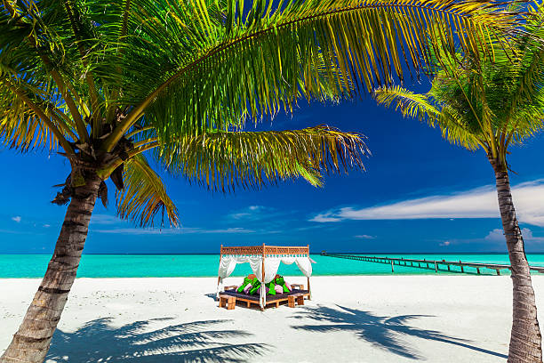 istock Tropical beach, palm trees and place to relax 480229938