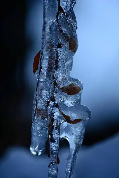 Freezing plant photo