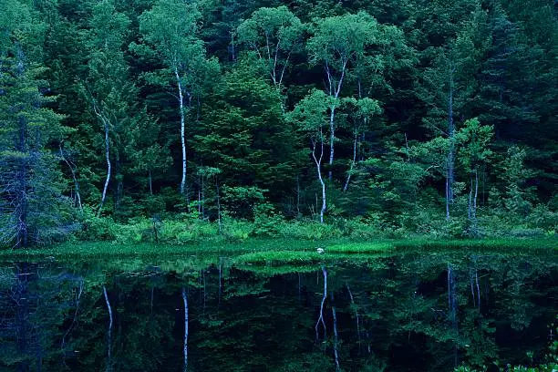 Early morning, photos of a quiet pond of highlands