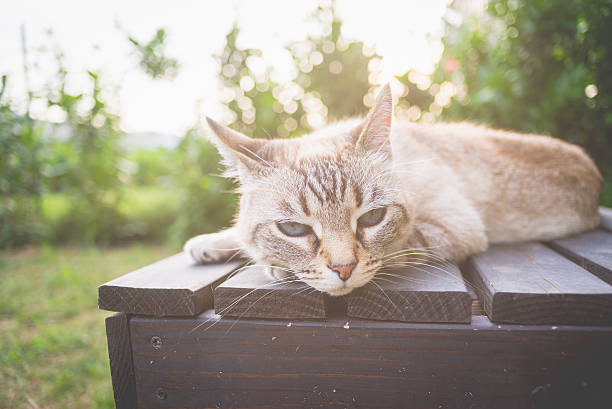 istock Cat lying on a wooden bench in backlight 480231172