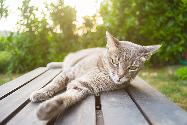 istock Cat lying on a wooden bench in backlight 480231174