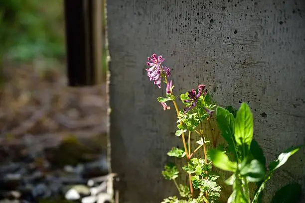 It is a photograph of gently blooming flowers in the corner of the garden.