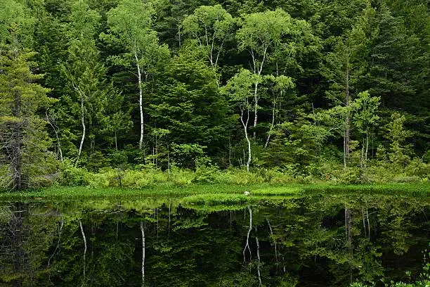 Photo of pond in plateau and trees.