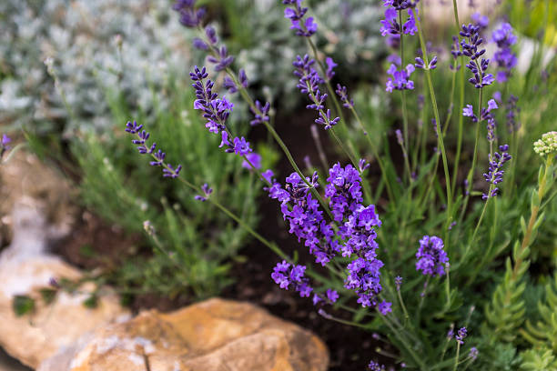istock Closeup of lavender floret 480234944