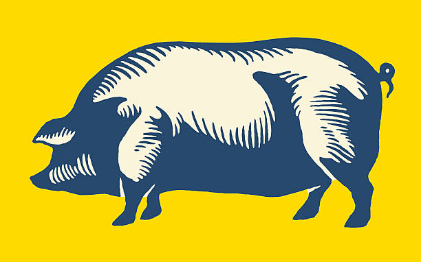Large Pig http://csaimages.com/images/istockprofile/csa_vector_dsp.jpg pork illustrations stock illustrations