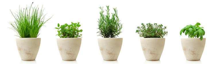 variety of cooking herbs in pots isolated