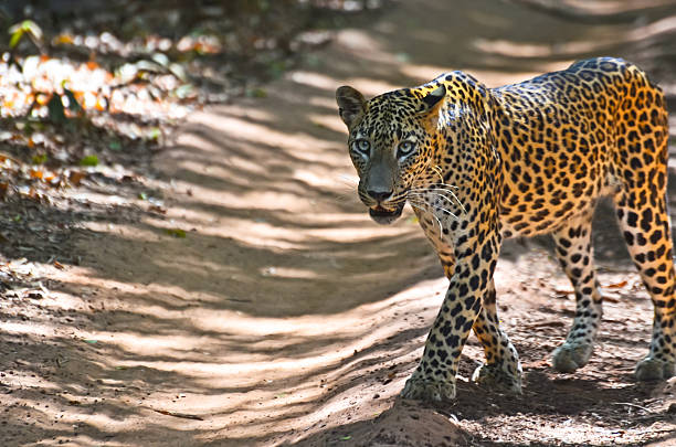 istock Sri Lankan Leopard - Panthera Pardus Kotiya 480238691