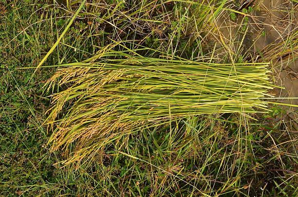 istock Bundle of rice paddy on the field 480238723