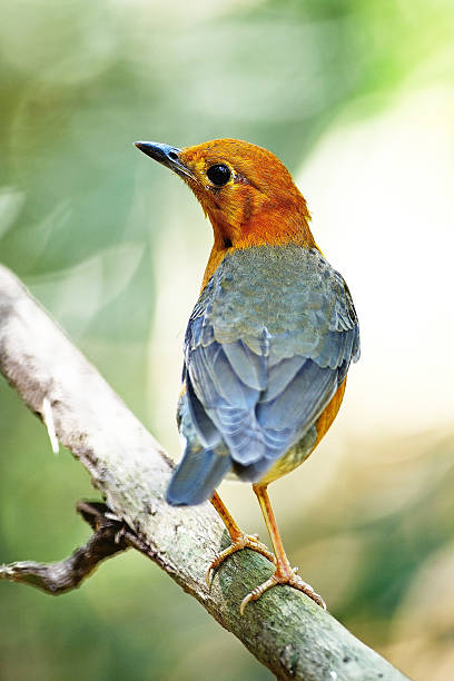 Orange-headed Thrush Beautiful orange bird, Orange-headed Thrush (Zoothera citrina), standing on a branch, back profile orange headed thrush bird stock pictures, royalty-free photos & images