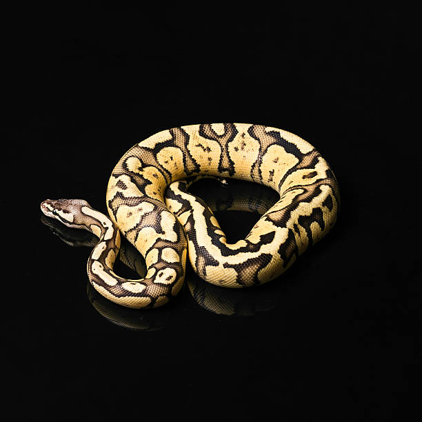 Bold Head Python Bold Cobra Stock Photos, Pictures & Royalty-Free Images - iStock