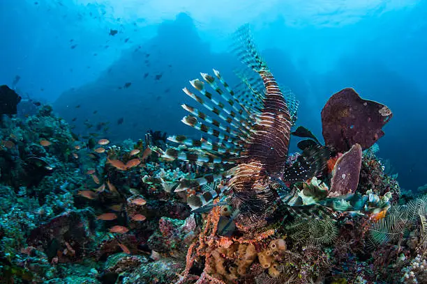 A lionfish (Pterois volitans) hunts for small fish on a vibrant coral reef, full of fish and colorful invertebrates, off the island of Sulawesi in Indonesia.