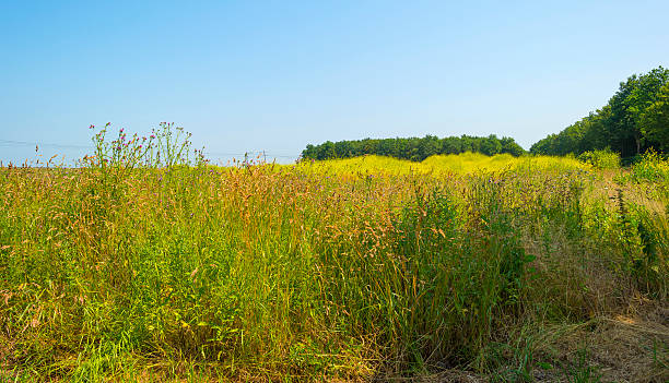 istock Railroad through a sunny landscape in summer 480239598