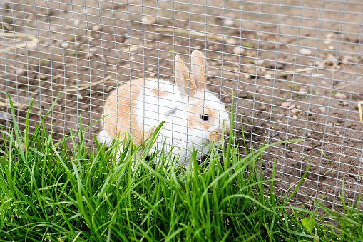 Young cute rabbit outdoors in farm animal enclosure on a sunny day.