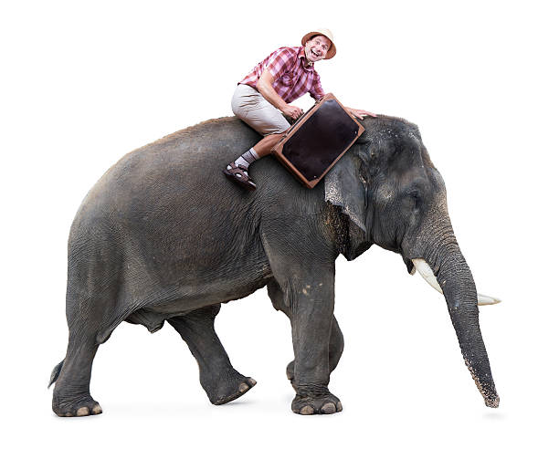 istock cheerful tourist rides on an elephant 480239664