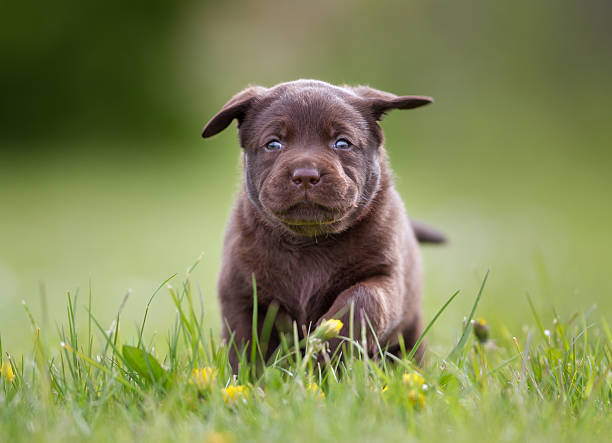 istock Brown labrador retriever puppy 480239828