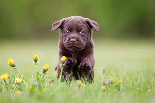 Young puppy of brown labrador retriever dog photographed outdoors on grass in garden.
