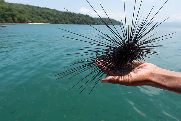 ouriço-do-mar do homem mão com a marinha verde - green sea urchin fotos - fotografias e filmes do acervo