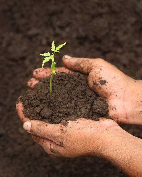 istock Tender medicinal neem plant 480240378