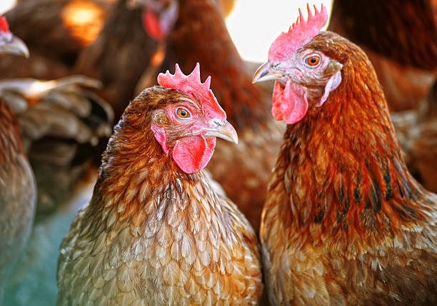 istock Chickens on traditional free range poultry farm 480240452