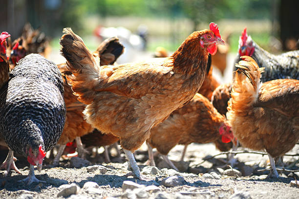 istock Chickens on traditional free range poultry farm 480240496