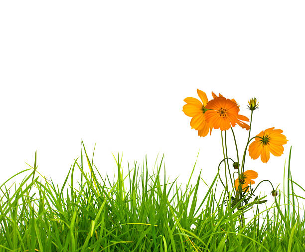 istock Beautiful yellow flower (Cosmos) and fresh spring green grass is 480241787