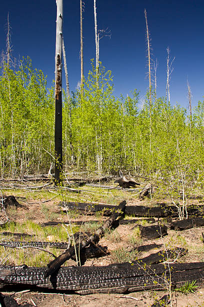 Forest regeneration at Grand Canyon stock photo