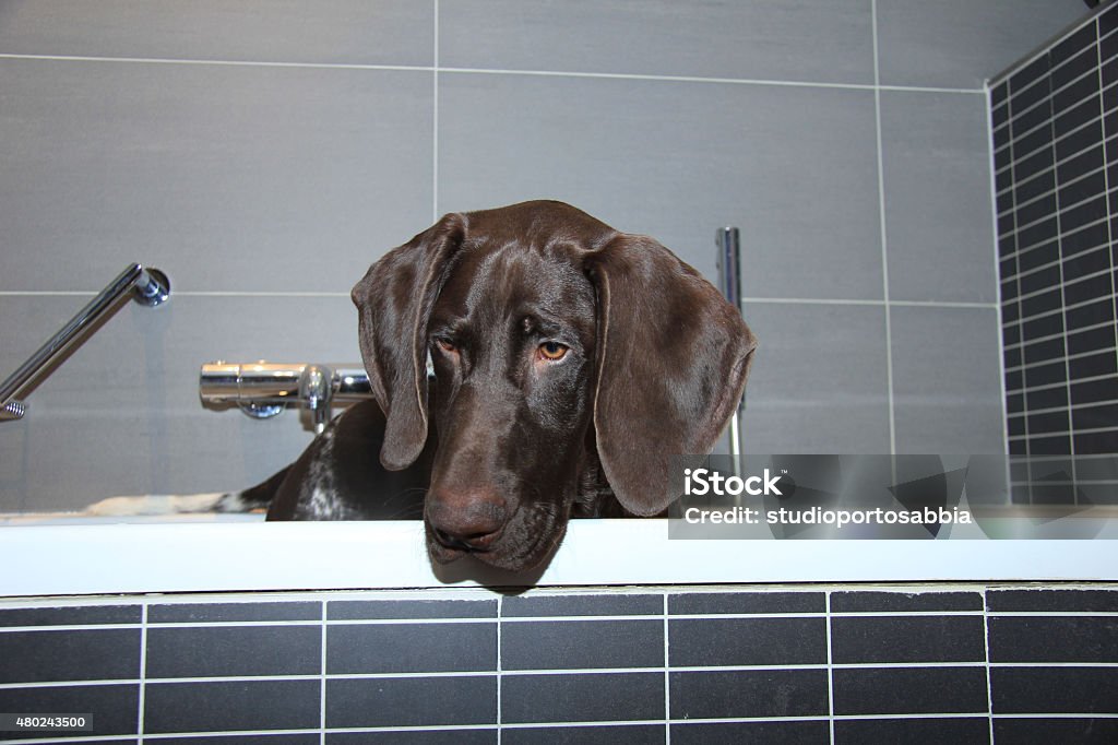 German shorthaired pointer in a bathtub Five month old german shorthaired pointer male in the bathtub 2015 Stock Photo