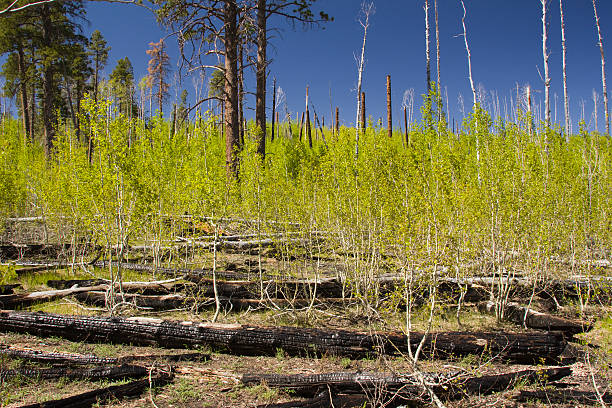 Regenerating forest stock photo