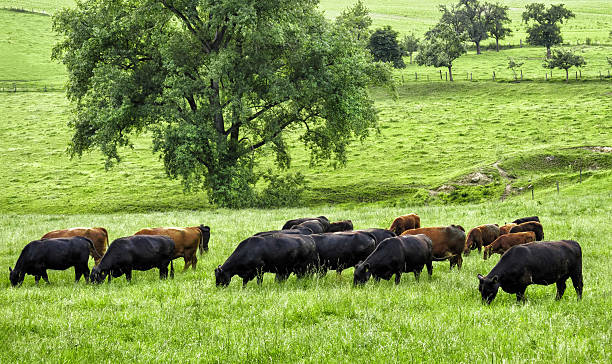 Idyllic green landscape with grazing cows Happy cows grazing on a beautiful fresh green meadow with a huge tree in the background graze stock pictures, royalty-free photos & images