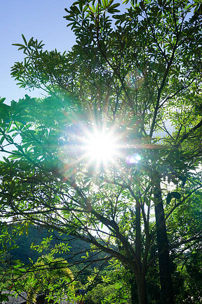 istock sun light of Lens flare through the trees 480244896