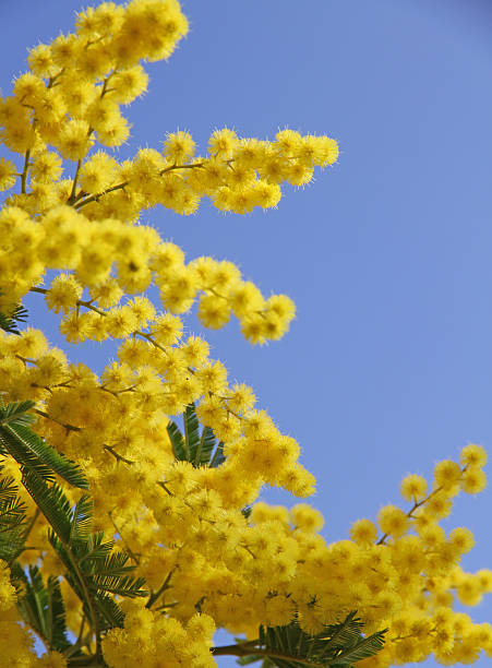 istock yellow mimosa in bloom and the blue spring sky 480246091