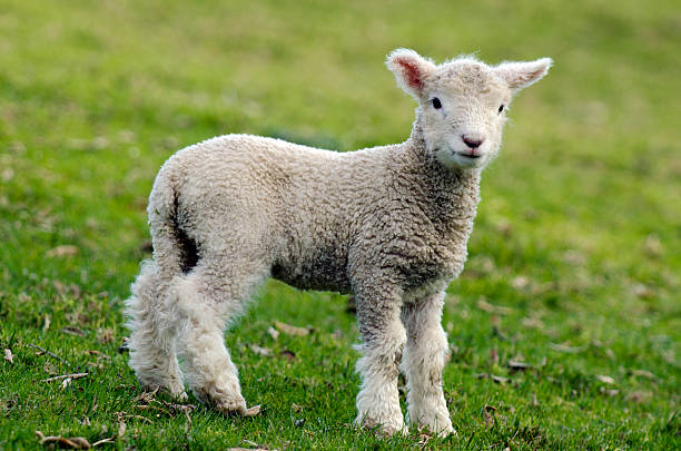 istock New Zealand Perendale Sheep 480246561