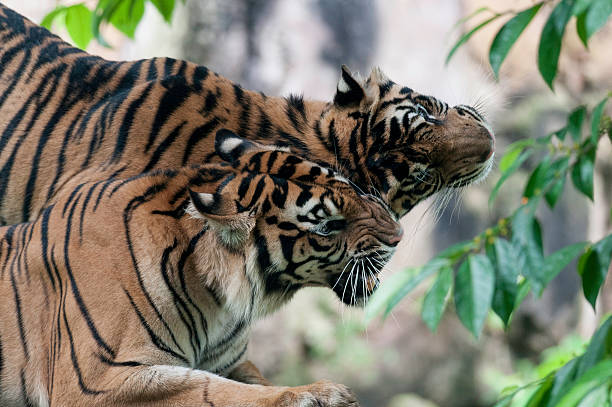 Two sumatra tiger stock photo