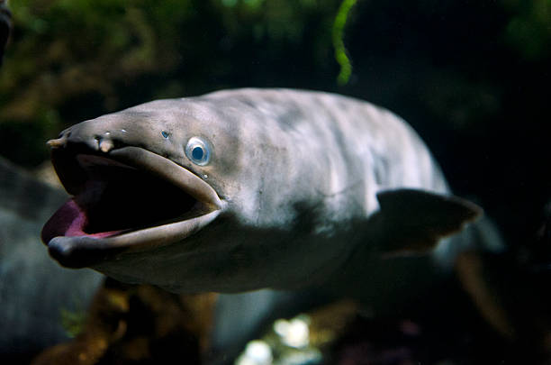 istock New Zealand longfin eel 480246925
