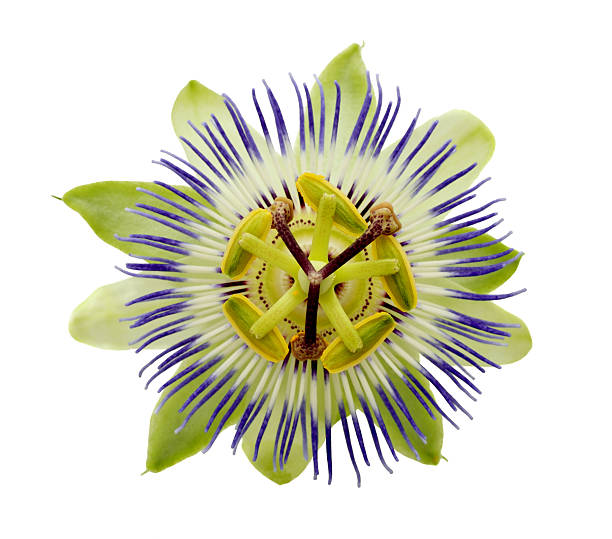 istock passionflower on the white, isolated and closeup 480249143