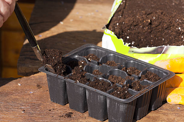 istock Potting soil in small plastic plant trays 480249611